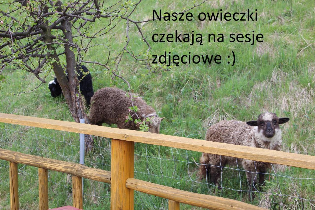 Willa Pod Zielonym Wierchem Zakopane Dış mekan fotoğraf